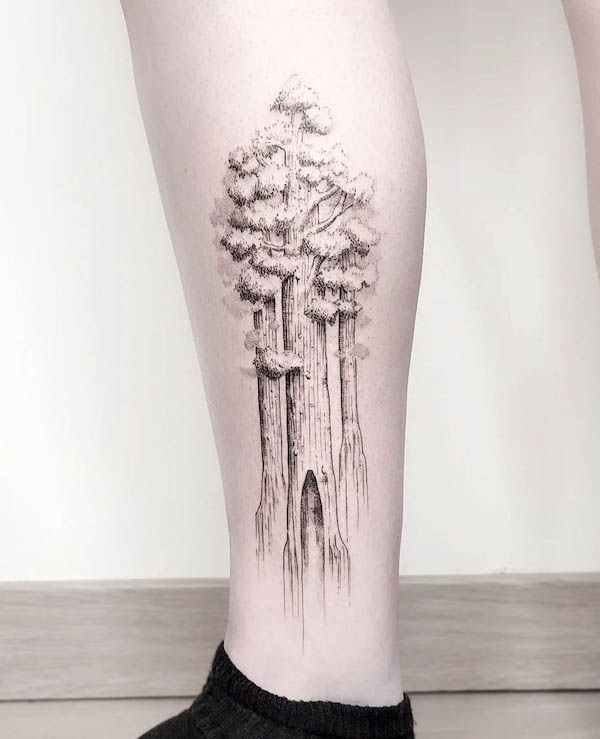 Redwood tree tattoo by @caroda_tattoo