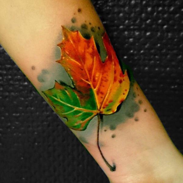 Maple leaves from green to orange